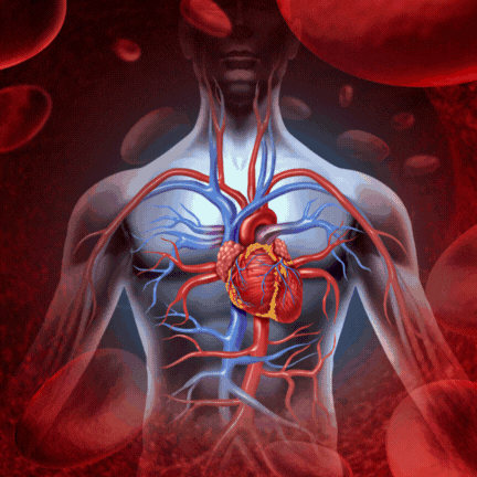 Naše srdce pracuje bez pauzy