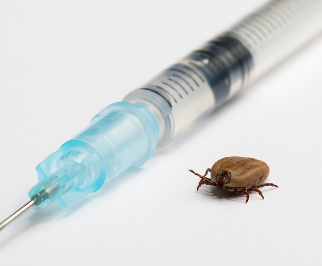 Očkování proti klíšťatům – proti klíšťové meningoencefalitidě