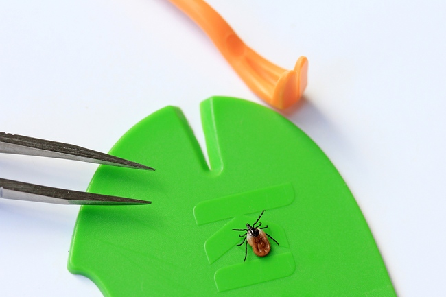 Vše v jednom – máte při ruce sadu na klíšťata?