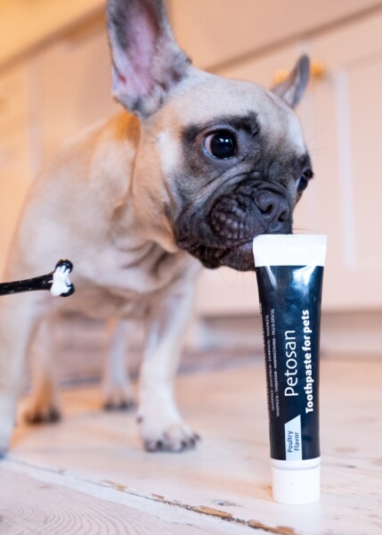 Petosan sada pro dentální hygienu Toy dog