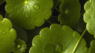 Není Cica jako Cica – dokáže Pupečník hojit jizvy?