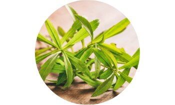 SWP Aviron Rapid 24 tablet