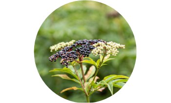 SWP Aviron Rapid 24 tablet