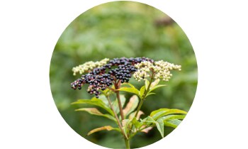 SWP Aviron Rapid Kids sáčky 10 ks