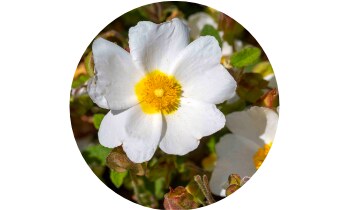 SWP StressClean Complex 30 kapslí