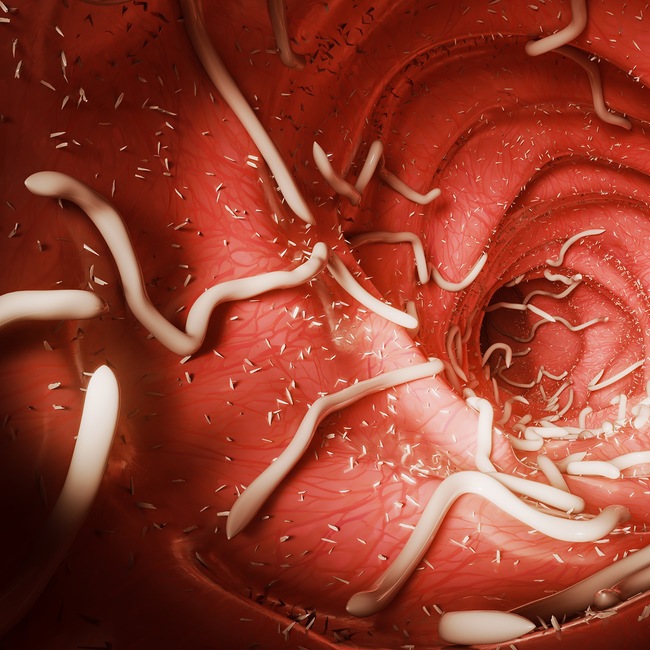 Vnitřní parazité – červi a prvoci - Vnitřní parazité – červi a prvoci Vnitřní parazité – červi a prvoci