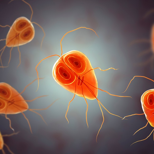 Parazitující prvoci - Parazitující prvoci Parazitující prvoci