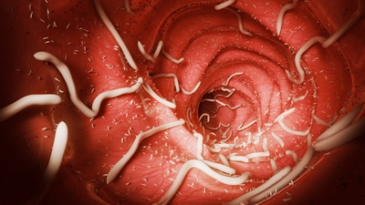 Vnitřní parazité – červi a prvoci