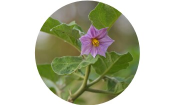 SWP Esentin Kids sirup 100 ml