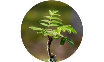 SWP Esentin Kids sirup 100 ml