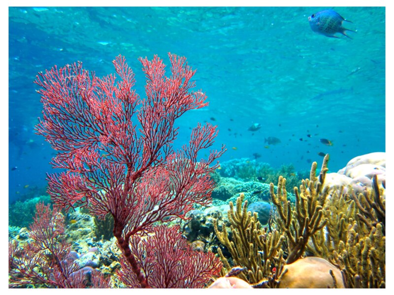 Avene Sun Intense Protect Ultra voděodolný fluid SPF50+ 150 ml