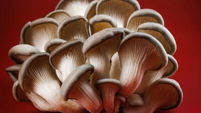 Betaglukany a jejich účinky na lidské zdraví