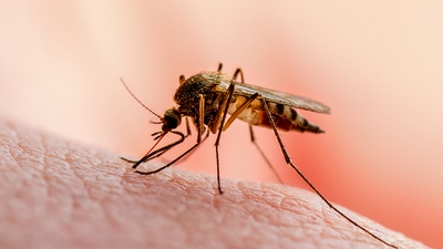 Když klíšťata a komáři útočí: Tipy, jak se ubránit