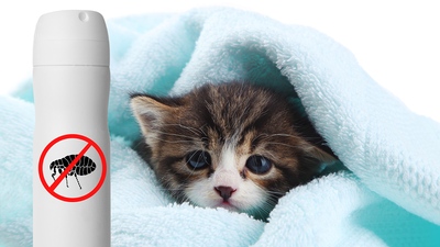 Antiparazitika a odčervení psů a koček – chráníte i sebe?